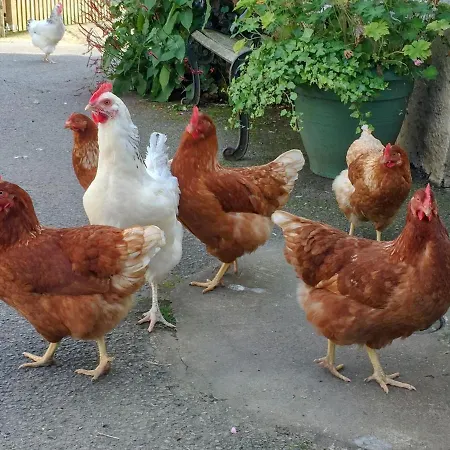 Rebecca Puddle Duck Holiday home Bassenthwaite