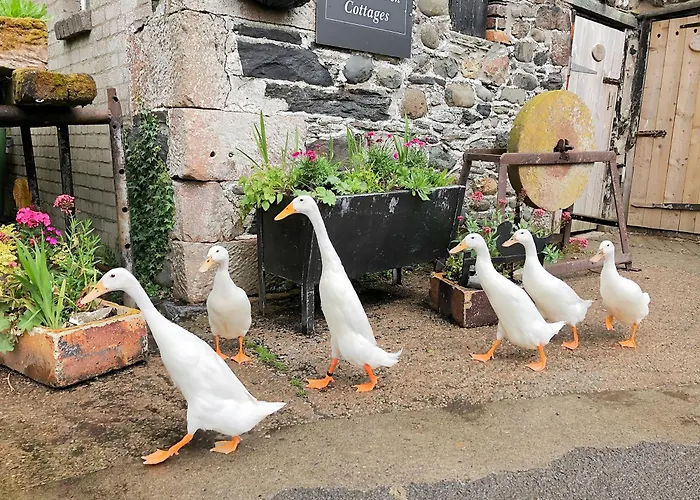 Rebecca Puddle Duck Bassenthwaite